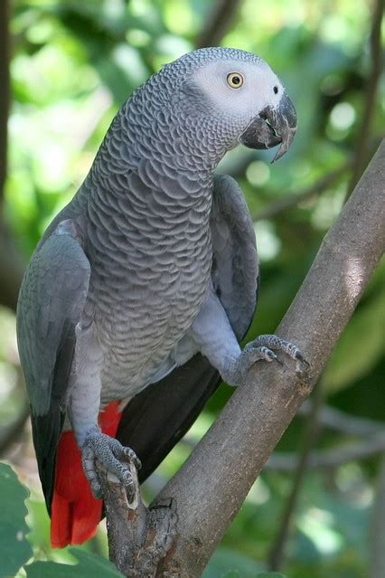 african grey parrot missing.